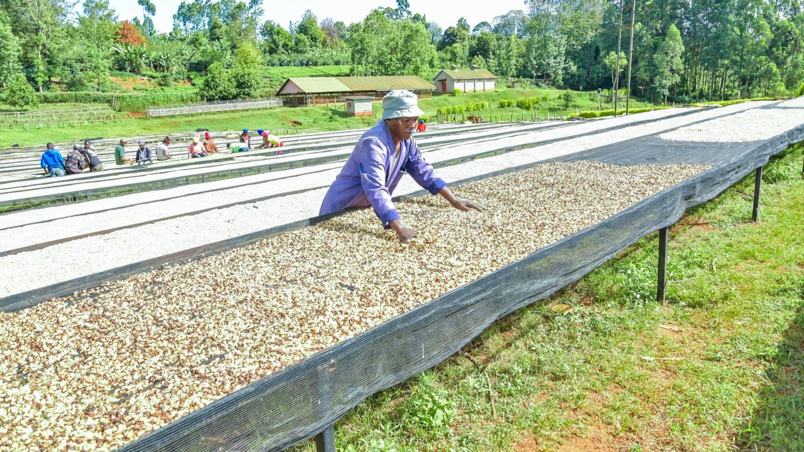 Kirinyaga coffee region