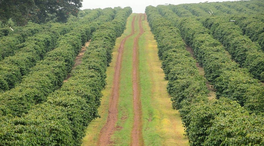 Nyeri coffee region