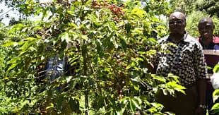 Bungoma coffee region landscape