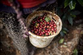 Murang'a coffee region landscape