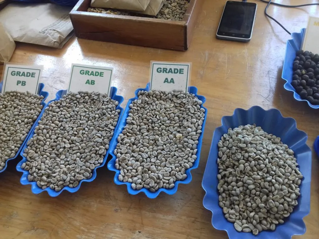 Grade AB coffee beans
