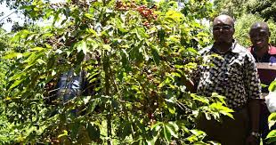 Bungoma coffee region landscape
