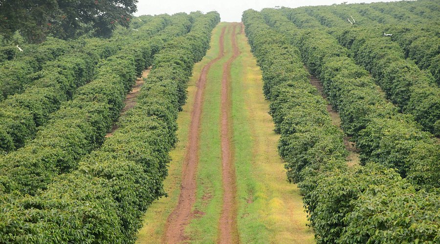 Meru coffee region landscape